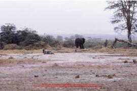 Eléphant à Amboseli. Diapositives 640 bis-640 ter