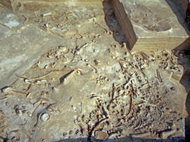 
Gontsy (Ukraine), un site à cabanes en os de mammouths du paléolithique supérieur récents. Vesti...